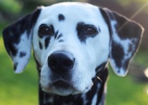 Dalmatiner