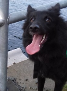 Mein Hund hat Angst an Silvester