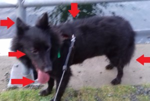 Angst Anzeichen beim Hund