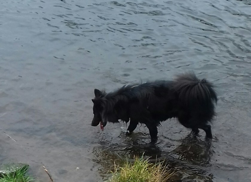 Immunabwehr Hunde stärken