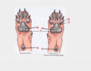 Reflexzonen beim Hund