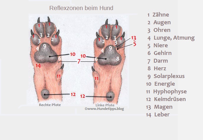 Pfoten Reflexzonen beim Hund