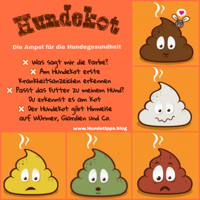 Hundekot Farbe und Bedeutung